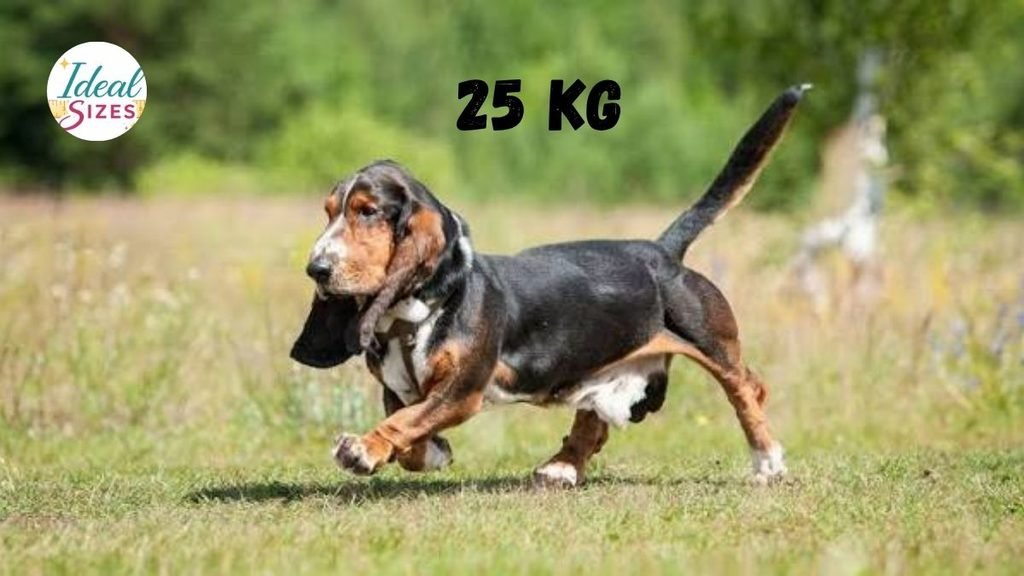 What Does 25 kg Look Like